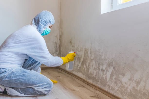 Licensed Attic Mold Removal service in Woodland, PA - WQB Mold Removal