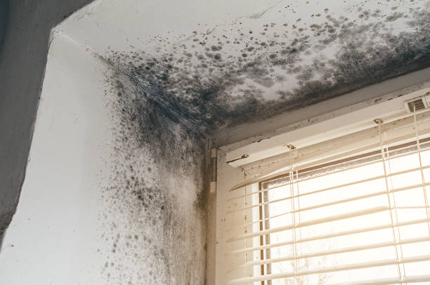 Affordable Attic Mold Removal solutions in Woodland, PA