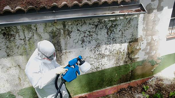 Top rated local Attic Mold Removal specialists in Woodland, PA
